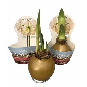 HIPPEASTRUM-HYBRID P14