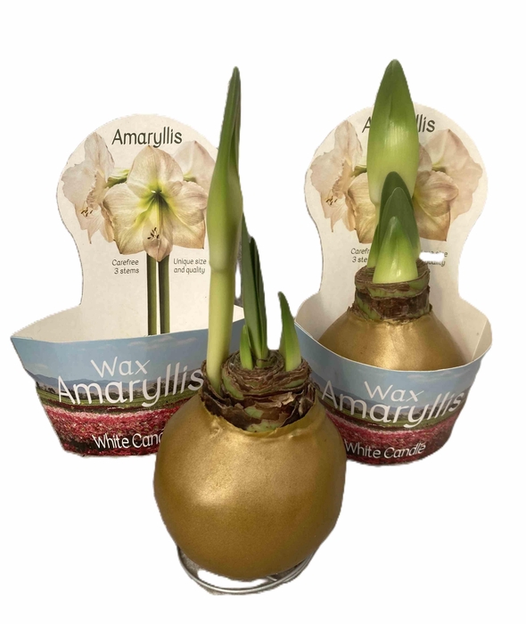 <h4>HIPPEASTRUM-HYBRID P14</h4>