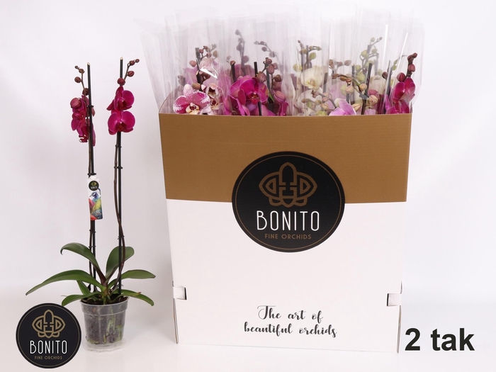 <h4>PHAL GEM 7 KL</h4>