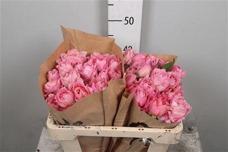 <h4>R Tr Julietta Pretty</h4>