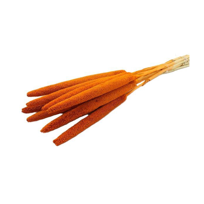 <h4>Bunch Babala 10pcs Slv L65</h4>