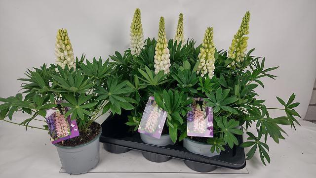 <h4>LUPI P LUPI WHITE</h4>