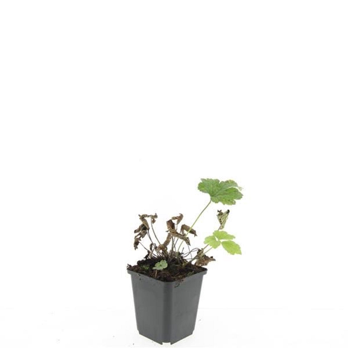 Anemone tomentosa 'Robustissima'
