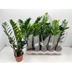 ZAMIO ZAMIIFOLIA