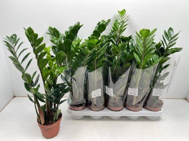 <h4>ZAMIO ZAMIIFOLIA</h4>