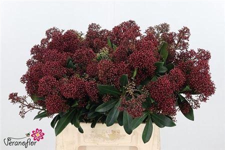 <h4>Skim J Rubella Bs</h4>