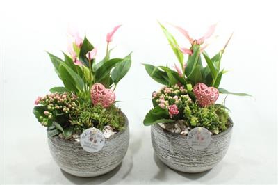 <h4>AE51 DAKOTA SMALL PINK</h4>
