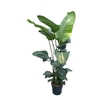 Strelitzia Nicolai 5 pp 5 pp