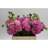 Dahlia (Decorative Grp) 'Pink Pop'