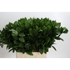 Ruscus hypophyllum (groot blad)