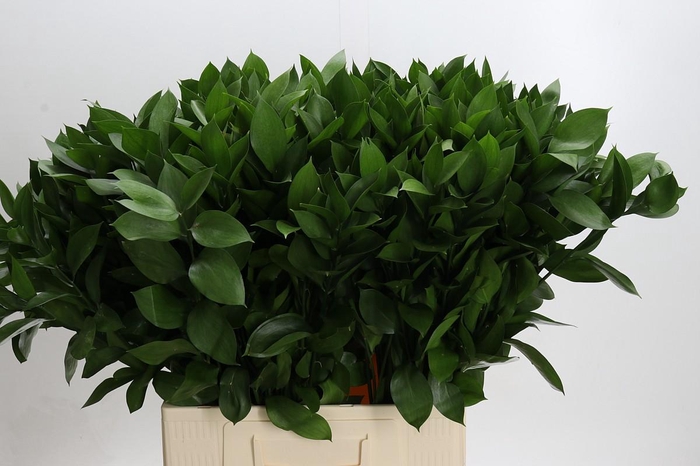 <h4>Ruscus Hypophyllum</h4>