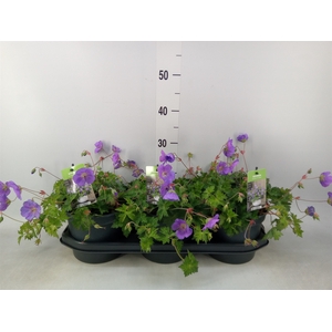 Geranium  'Bloom Me Away'
