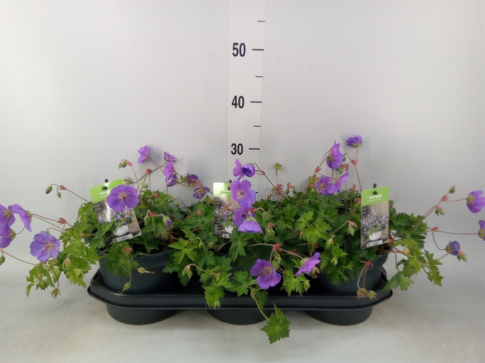 <h4>Geranium  'Bloom Me Away'</h4>