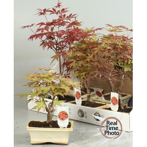 BONSAI OV
