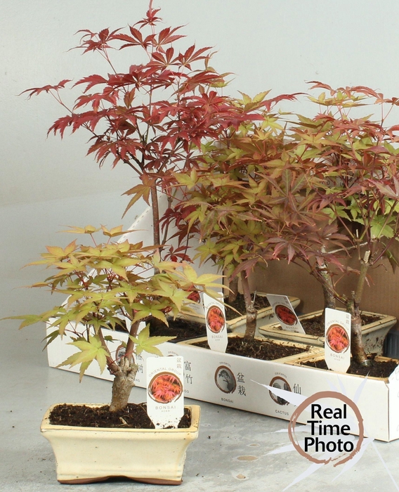 <h4>BONSAI GEM</h4>
