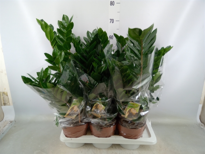 <h4>Zamioculcas zamiifolia</h4>