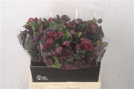 <h4>Hell Mammoth Red</h4>