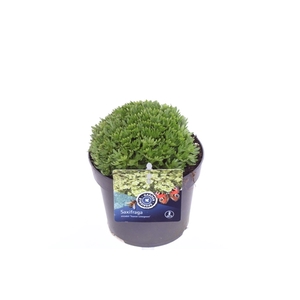 Saxifraga Touran Limegreen