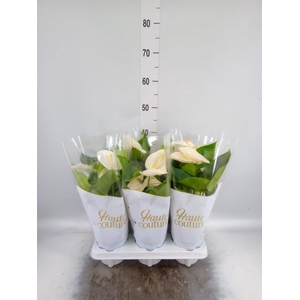 Anthurium andr. 'Cocos'