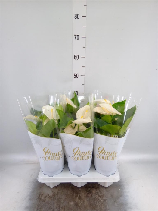 <h4>Anthurium andr. 'Cocos'</h4>