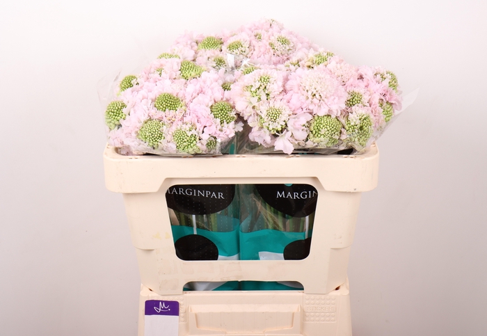 <h4>SCAB AT F VA B SCOOP</h4>