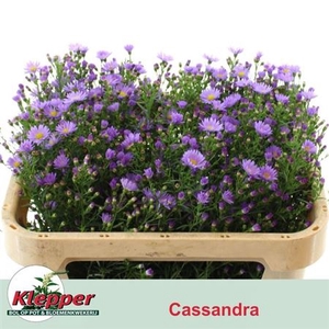 Ast Cassandra