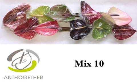 <h4>Anth A Mix 15 cm X10 Oosterzon</h4>