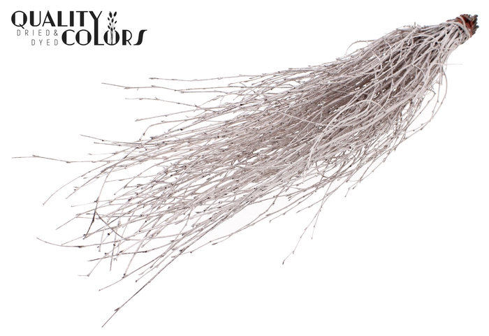 Birch 70cm 10stems per bunch Champagne