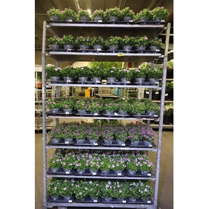 arr8 Pel Gr Mixk 1 Kleur Per Tray