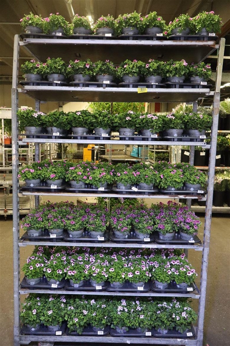 <h4>arr8 Pel Gr Mixk 1 Kleur Per Tray</h4>