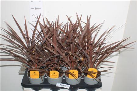 <h4>Cord Aus Red Star</h4>