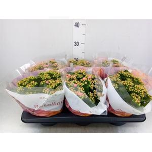 Kalanchoe blos. 'RosDon Alano'