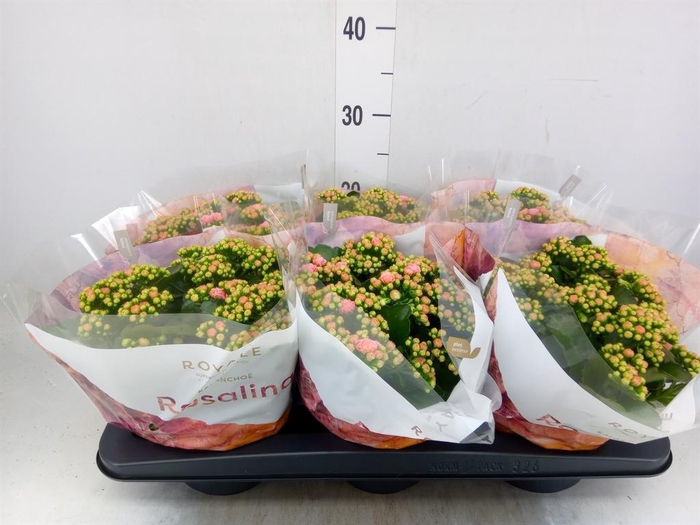 <h4>Kalanchoe blos. 'RosDon Alano'</h4>