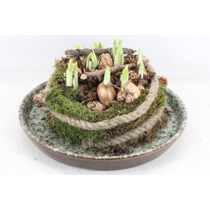 arr4 Narcis MB - Luxe schotel mosbol x2