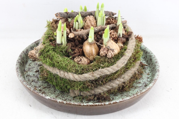 <h4>arr4 Narcis MB - Luxe schotel mosbol x2</h4>