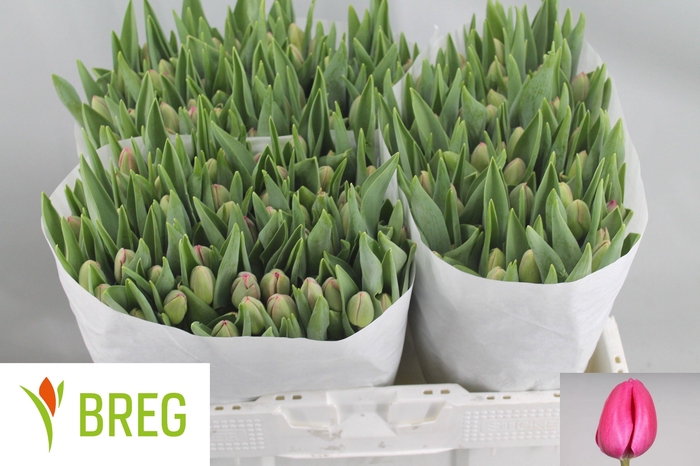 <h4>TU EN CAROLA</h4>