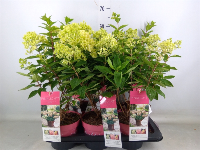 <h4>Hydrangea pan.</h4>