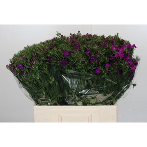 Dianthus Br Amazon Neon Purple