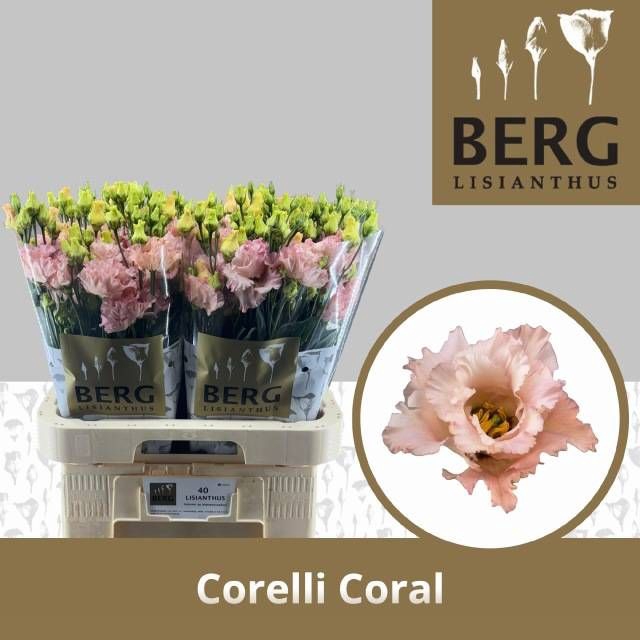 <h4>EUS G CORELLI CORAL</h4>