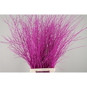 Betula Bs Paint Erica