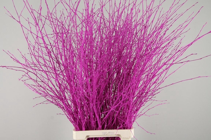 <h4>Betula Bs Paint Erica</h4>