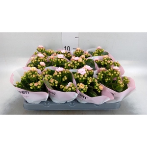 Kalanchoe   ...mini