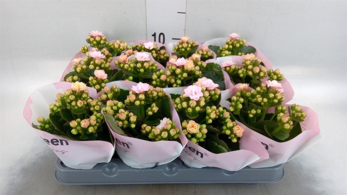<h4>Kalanchoe   ...mini</h4>
