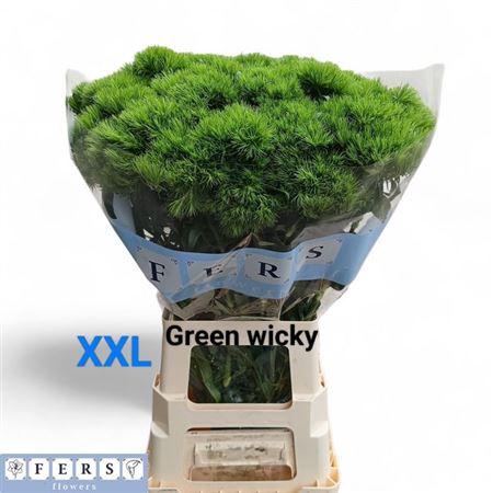 <h4>Di Barb Green Wicky 70cm</h4>