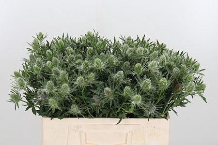 <h4>ERYNGIUM SIRIUS QUESTAR ERYN SIRIUS</h4>
