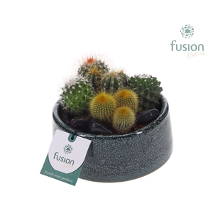 Pot Tol keramiek met Cactussen