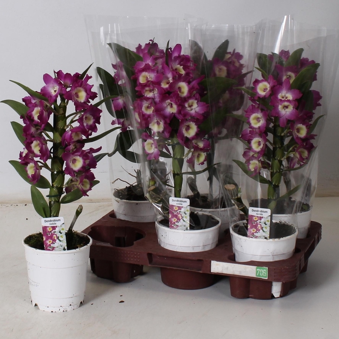 <h4>DEND NOBILE</h4>