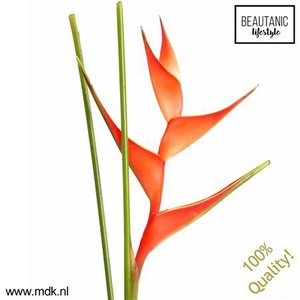 Heliconia Stricta Tropical