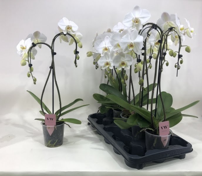 <h4>Phalaenopsis White Umbrella</h4>