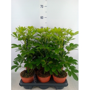 Schefflera arbor. 'Nora'